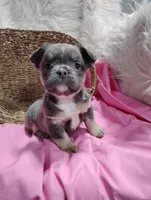 Eden (Fluffy), a female French Bulldog for sale in Sugarcreek, OH – Photo 2 of 8