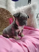 Eden (Fluffy), a female French Bulldog for sale in Sugarcreek, OH – Photo 5 of 8