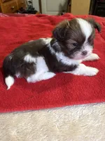 Chocolate , a male Shih Tzu for sale in Summerville, GA – Photo 3 of 3