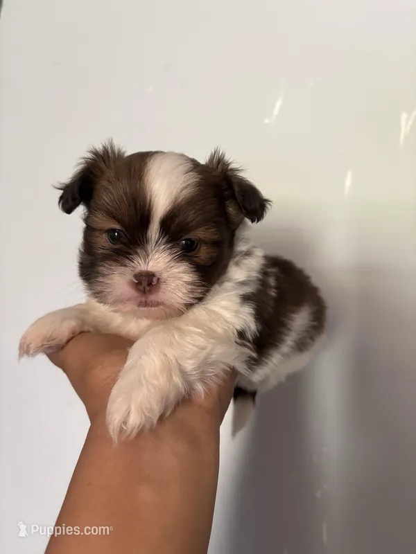 Chocolate  – Shih Tzu puppy for sale in Summerville, GA