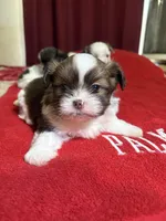 Chocolate , a male Shih Tzu for sale in Summerville, GA – Photo 2 of 3