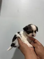 Lilly, a female Shih Tzu for sale in Trion, GA – 4 of 4