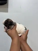 Mia, a female Shih Tzu for sale in Trion, GA – 2 of 4