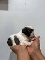 Stella, a female Shih Tzu for sale in Trion, GA – 3 of 4