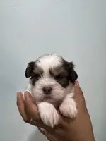 Bo, a male Shih Tzu for sale in Trion, GA – 1 of 4