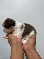 Bo, a male Shih Tzu for sale in Trion, GA – 3 of 4