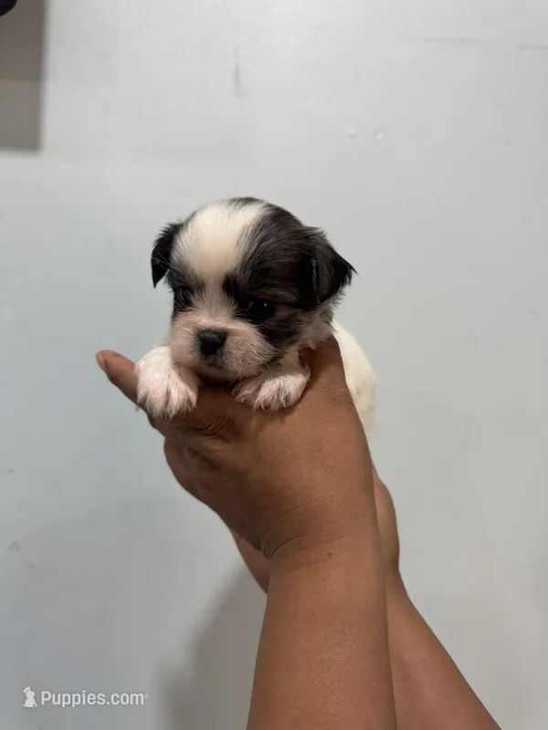 Mia – Shih Tzu puppy for sale in Trion, GA