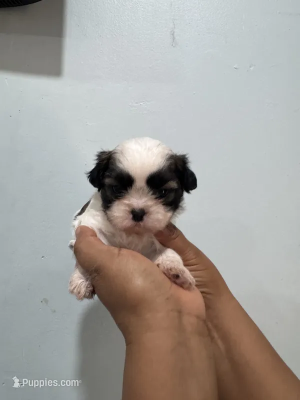 Stella – Shih Tzu puppy for sale in Trion, GA