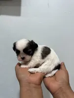 Stella, a female Shih Tzu for sale in Trion, GA – 4 of 4