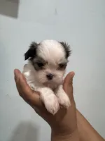 Teddy , a male Shih Tzu for sale in Trion, GA – 1 of 4