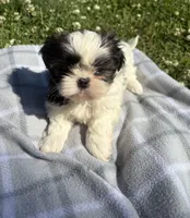 Daisy , a female Shih Tzu for sale in Summerville, GA – Photo 4 of 5