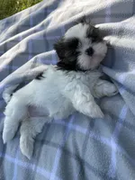 Daisy , a female Shih Tzu for sale in Summerville, GA – Photo 5 of 5