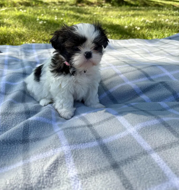 Daisy  – Shih Tzu puppy for sale in Summerville, GA