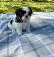 Daisy , a female Shih Tzu for sale in Summerville, GA – Photo 1 of 5