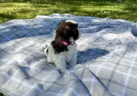 Daisy , a female Shih Tzu for sale in Summerville, GA – Photo 3 of 5
