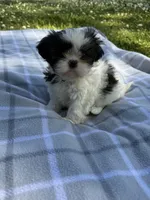 Daisy , a female Shih Tzu for sale in Summerville, GA – Photo 2 of 5