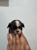 Coco, a male Shih Tzu for sale in Trion, GA – 1 of 4