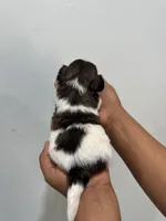 Coco, a male Shih Tzu for sale in Trion, GA – 3 of 4