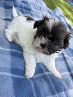 Oreo, a male Shih Tzu for sale in Summerville, GA – Photo 3 of 3