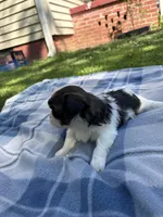 Oreo, a male Shih Tzu for sale in Summerville, GA – Photo 2 of 3