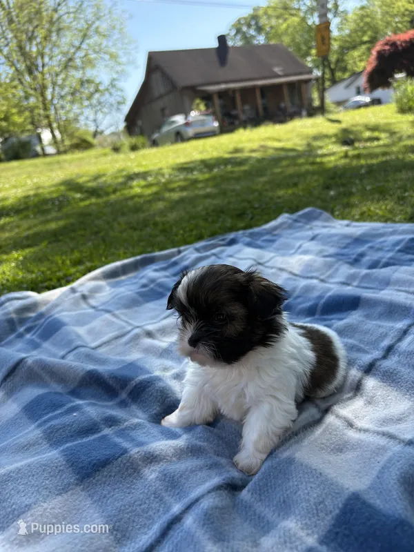 Oreo, a male Shih Tzu for sale in Summerville, GA – Photo 1 of 3