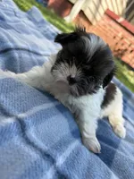 Oreo, a male Shih Tzu for sale in Summerville, GA – Photo 4 of 4