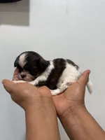 Coco, a male Shih Tzu for sale in Trion, GA – 2 of 4