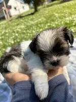 Chloe , a female Shih Tzu for sale in Summerville, GA – Photo 3 of 5