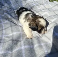 Chloe , a female Shih Tzu for sale in Summerville, GA – Photo 2 of 5