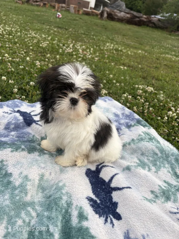 Chloe  – Shih Tzu puppy for sale in Summerville, GA