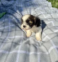 Chloe , a female Shih Tzu for sale in Summerville, GA – Photo 4 of 5