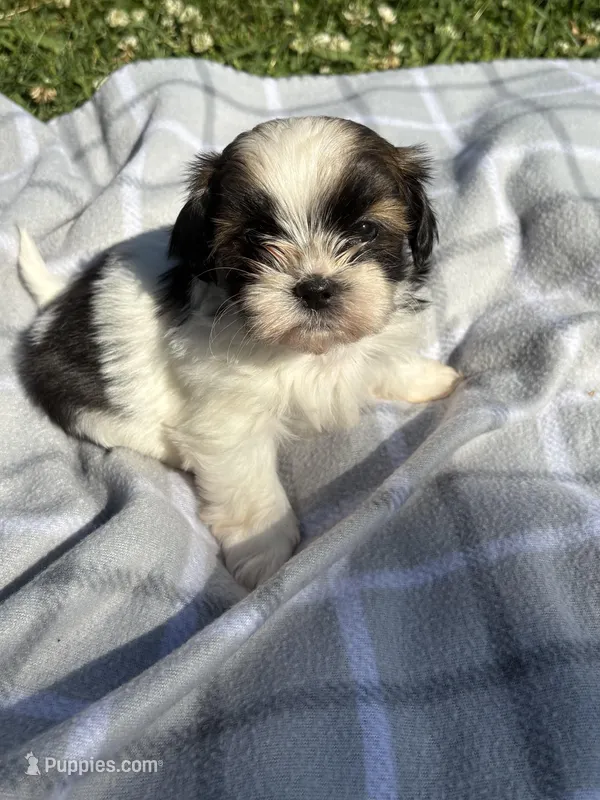 Chloe  – Shih Tzu puppy for sale in Summerville, GA
