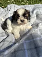 Chloe , a female Shih Tzu for sale in Summerville, GA – Photo 1 of 5
