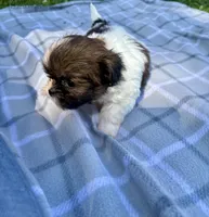 Nico, a male Shih Tzu for sale in Summerville, GA – Photo 4 of 5