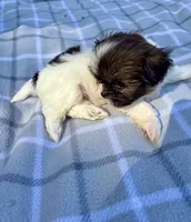 Nico, a male Shih Tzu for sale in Summerville, GA – Photo 5 of 5