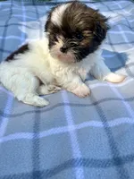 Nico, a male Shih Tzu for sale in Summerville, GA – Photo 2 of 5