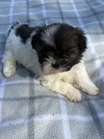 Nico, a male Shih Tzu for sale in Summerville, GA – Photo 3 of 5