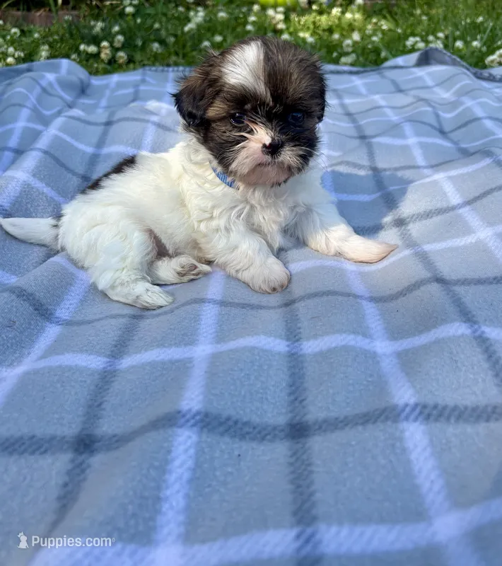 Nico – Shih Tzu puppy for sale in Summerville, GA