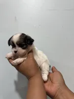 Lilly, a female Shih Tzu for sale in Trion, GA – 2 of 4