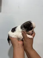 Mia, a female Shih Tzu for sale in Trion, GA – 4 of 4