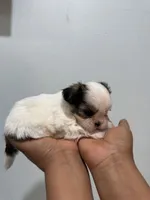 Teddy , a male Shih Tzu for sale in Trion, GA – 2 of 4