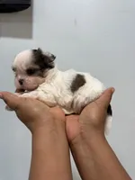 Teddy , a male Shih Tzu for sale in Trion, GA – 4 of 4