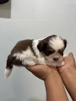 Bo, a male Shih Tzu for sale in Trion, GA – 2 of 4
