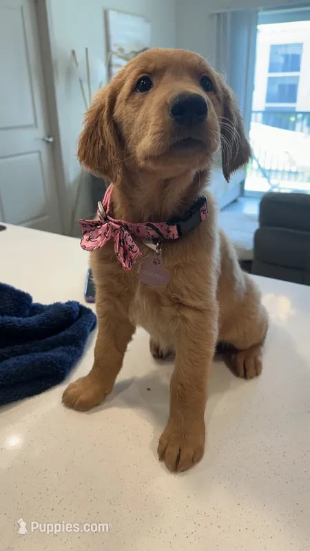 Tiana – Golden Retriever puppy for sale in Naples, FL