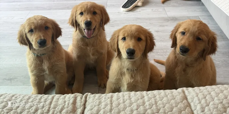 Rosalia – Golden Retriever puppy for sale in Naples, FL