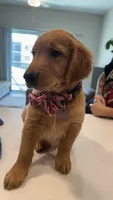 Tiana, a female Golden Retriever for sale in Naples, FL – 3 of 4