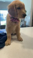 Athena, a female Golden Retriever for sale in Naples, FL – 2 of 5