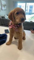 Tiana, a female Golden Retriever for sale in Naples, FL – 4 of 4