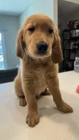 Romeo, a male Golden Retriever for sale in Naples, FL – 7 of 8