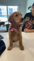Tiana, a female Golden Retriever for sale in Naples, FL – 2 of 4